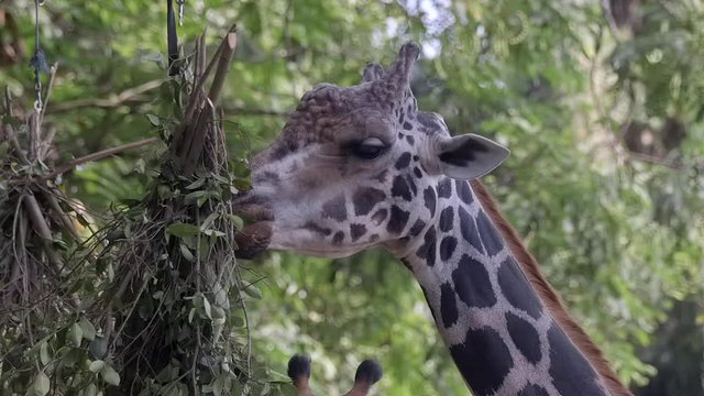 Close up of a giraffe that is eating at zoo in slow mo.