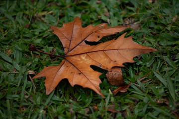 A maple leaf on the grass in autumn day.