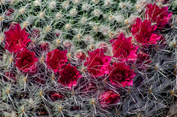 red flowers in the garden