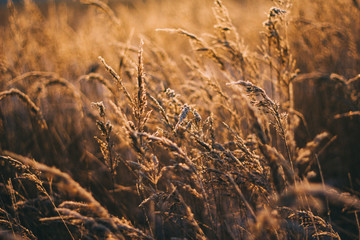 Fototapeta premium Natural beautiful background. Dry Golden grass covered with frost in the sun at sunset in autumn. Close up. Sunset on the background of the autumn field.