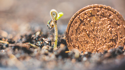 The seeds planted in the seedling pot are sprouting through the soil surface. There is strong growth. With a Euro coin beside the concept of corporate advancement