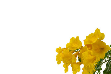 Yellow elder flower isolated on white background