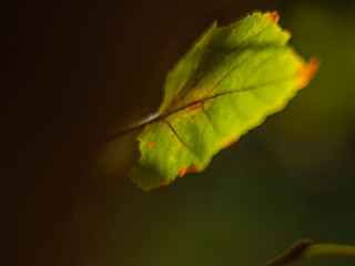 autumn green-yellow leaf on a blurry background. macro shot of autumn. yellowed autumn leaf. tree leaf with beautiful bokeh