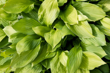 Thick green leaves of an ornamental plant in the garden