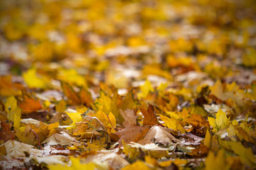 Natural autumn pattern background with dry and yellow mapple foliage. Fall leaves pattern. Selective focus.