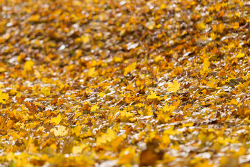 Natural autumn pattern background with dry and yellow mapple foliage. Fall leaves pattern. Selective focus.