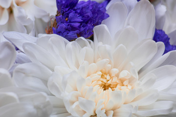 Fototapeta premium Background with delicate flowers