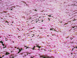 Large outdoor flower beds with pink chrysanthemums.