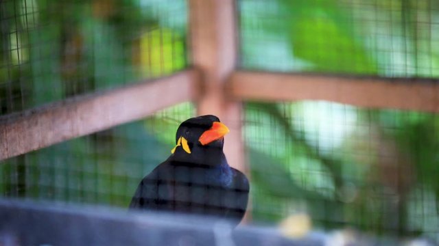 Myna Acridotheres javanicus in cage