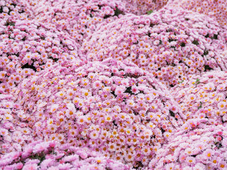 Large outdoor flower beds with pink chrysanthemums.