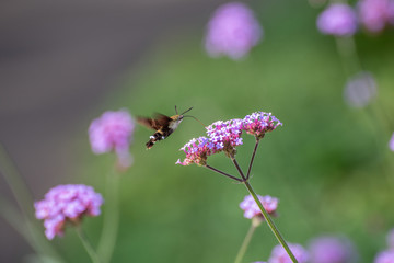 花の蜜を吸うホシホウジャク