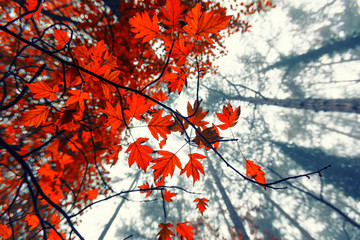 colorful autumn forest background