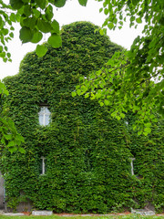 Wall covered with ivy and old windows of  Water tower and the adjoining rotundal building of the water-and-mud baths. It wa built in Rauschen, now Svetlogorsk.