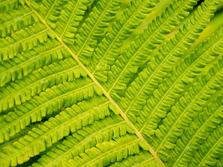 Macro photo of fern leaf. Morning dew on fresh green leaves.