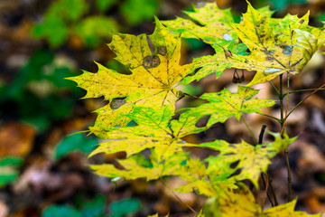 autumnal background with maple leaves, autumn color leaf image with copy space