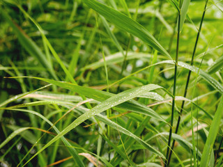 Macro photo of grass leaf. Morning dew on fresh green leaves.