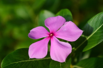 Obraz premium Close-up of flowers in the park blooming in the morning.