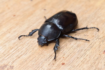 Close-up A black beetle on a piece of wood