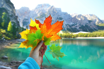 bunte Blätter im Herbst am See