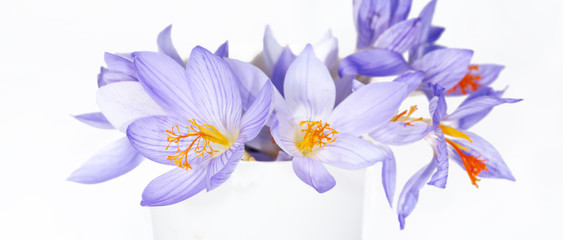 A small bouquet of purple, delicate flowers on a white background...