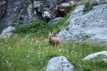 Pretty chamois in green grass, mountains
