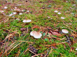 Mushrooms