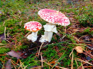 Amanitas