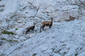 Chamois family posing in high mountains
