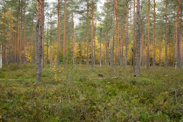 Footpath autumn forest landscape in Finland
