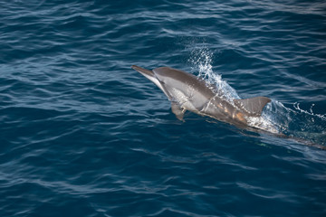 Indo-Pacific bottlenose dolphin (Maldives, Tursiops aduncus)