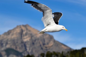 Patagonic seagull flying in Puerto Blest, Bariloche-Argentina