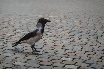 cuervo negro y gris en el suelo