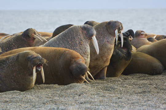 Kololonie von Pazifischen Walrosse , Aleuten - Ein bis zu 8cm dicke Fettschicht sch&uuml;tzt die bis 1200 kg schweren Tiere vor K&auml;lte und Verletzungen. Die gef&auml;hrlichen Stossz&auml;hne werden bis zu 1 m lang