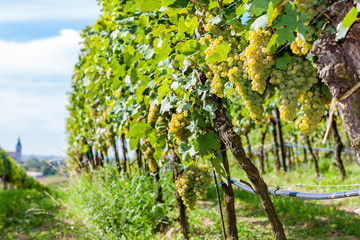 Fototapeta na wymiar vineyards on the Czech-Austrian border near the village of Hnanice