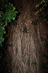 Große Eiche mit dickem Efeu bewuchs und grünen Blättern am Rand