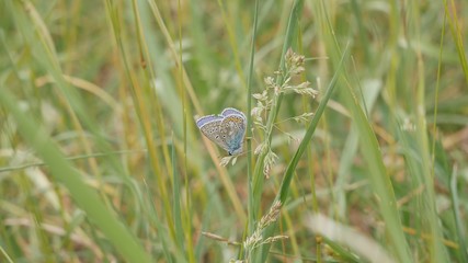Blue moth on a stalk in a meadow.