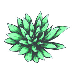 Succulents hand drawn colored illustration, isolated vector design element.