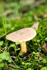 Wild mushrooms on nature October macro background fifty megapixels