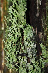 woodlouse walking through mosse on a peace of wood