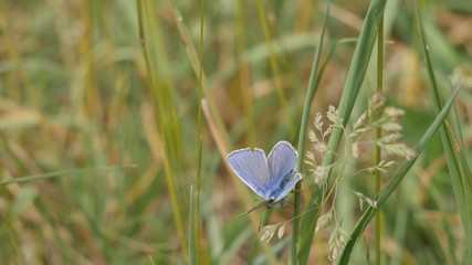  Blue moth on a stalk in the field.