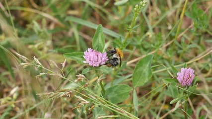 Bumblebee on a red clover flower in the meadow.