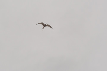 Rekord im Langstreckenflug - Küstenseeschwalbe- Die Vögel brüten in der Arktis und Überwintern...