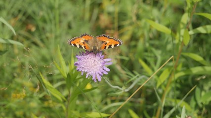  Butterfly urticaria on a flower eats nectar.
