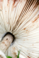 Wild mushrooms on nature October macro background fifty megapixels high quality prints