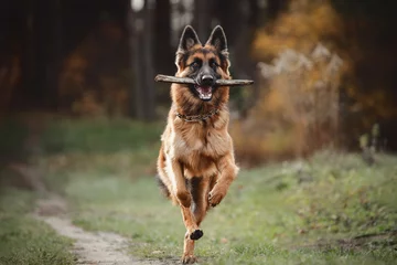 Fotobehang portrait of beautiful young long haired female german shepherd dog running with stick on the road in daytime in autumn forest © vprotastchik