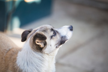 Curious mixbreed happy adopted dog