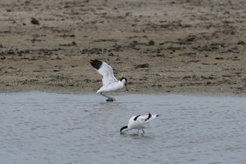 Säbelschnäbler auf Futtersuche