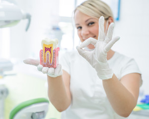 Anatomy of a dental model concept of a dentist cross section for education. The dentist holds a...