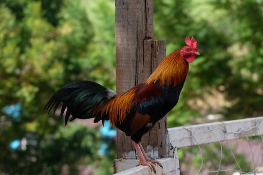Rooster on a old wooden fence resting in a farm yard.