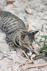 Grey striped cat enjoy and relax on Soil floor in garden with natural sunlight